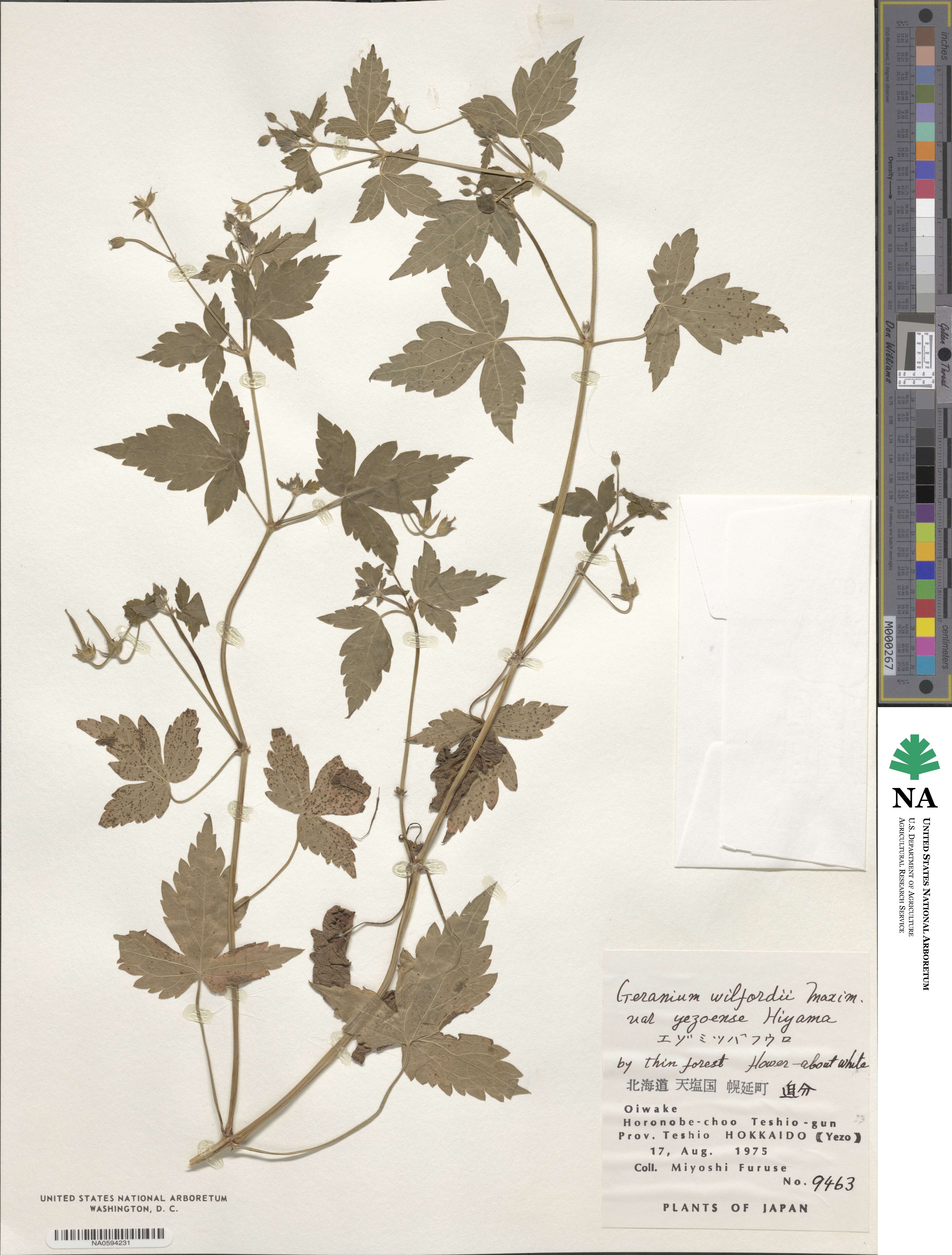 Geranium wilfordii image