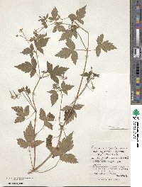 Geranium wilfordii image