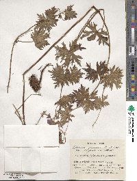 Geranium yesoense image