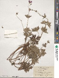 Geranium yesoense image