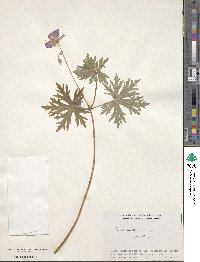 Geranium yesoense image