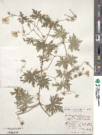 Geranium yesoense image