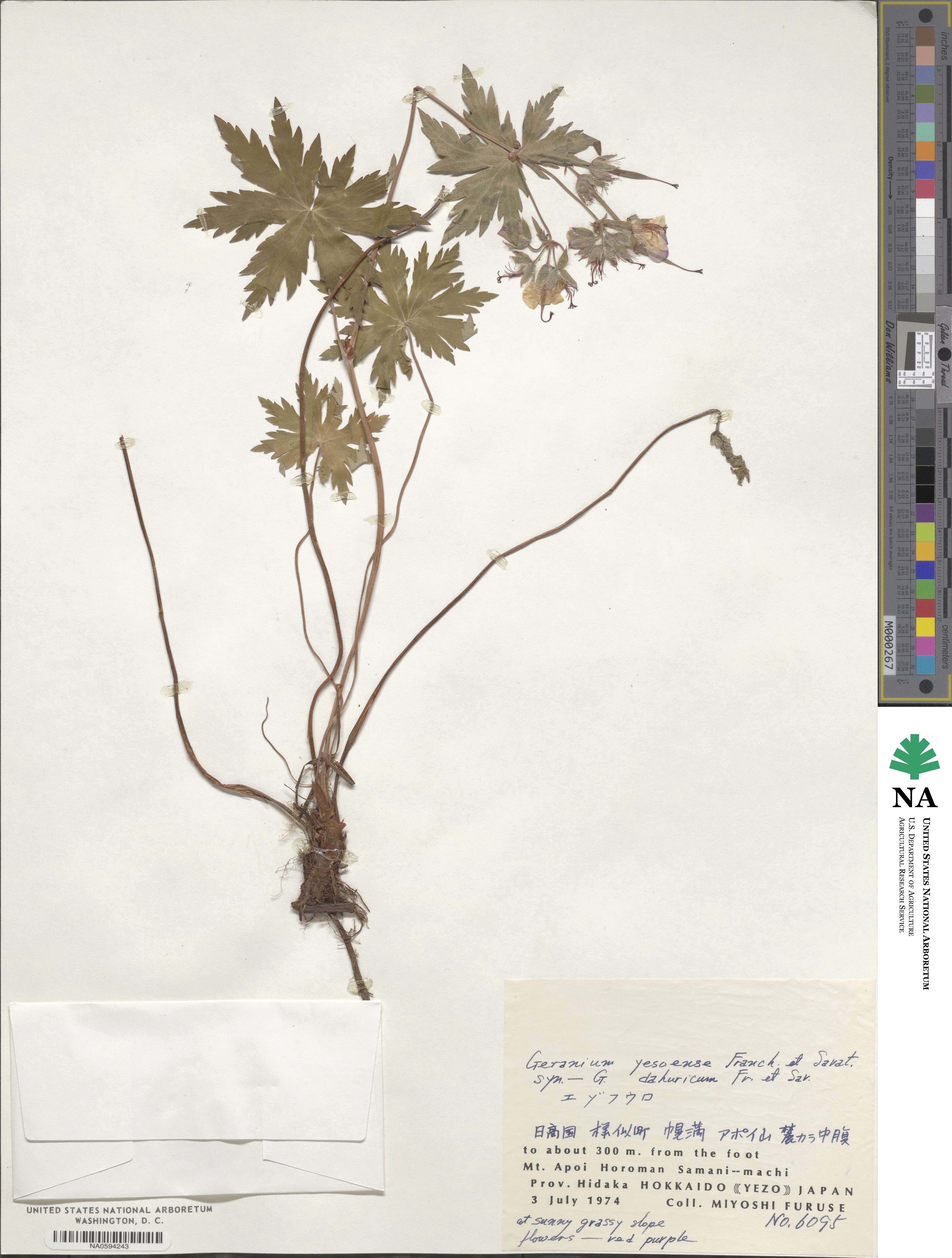 Geranium yesoense image