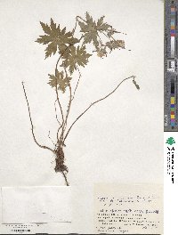 Geranium yesoense image