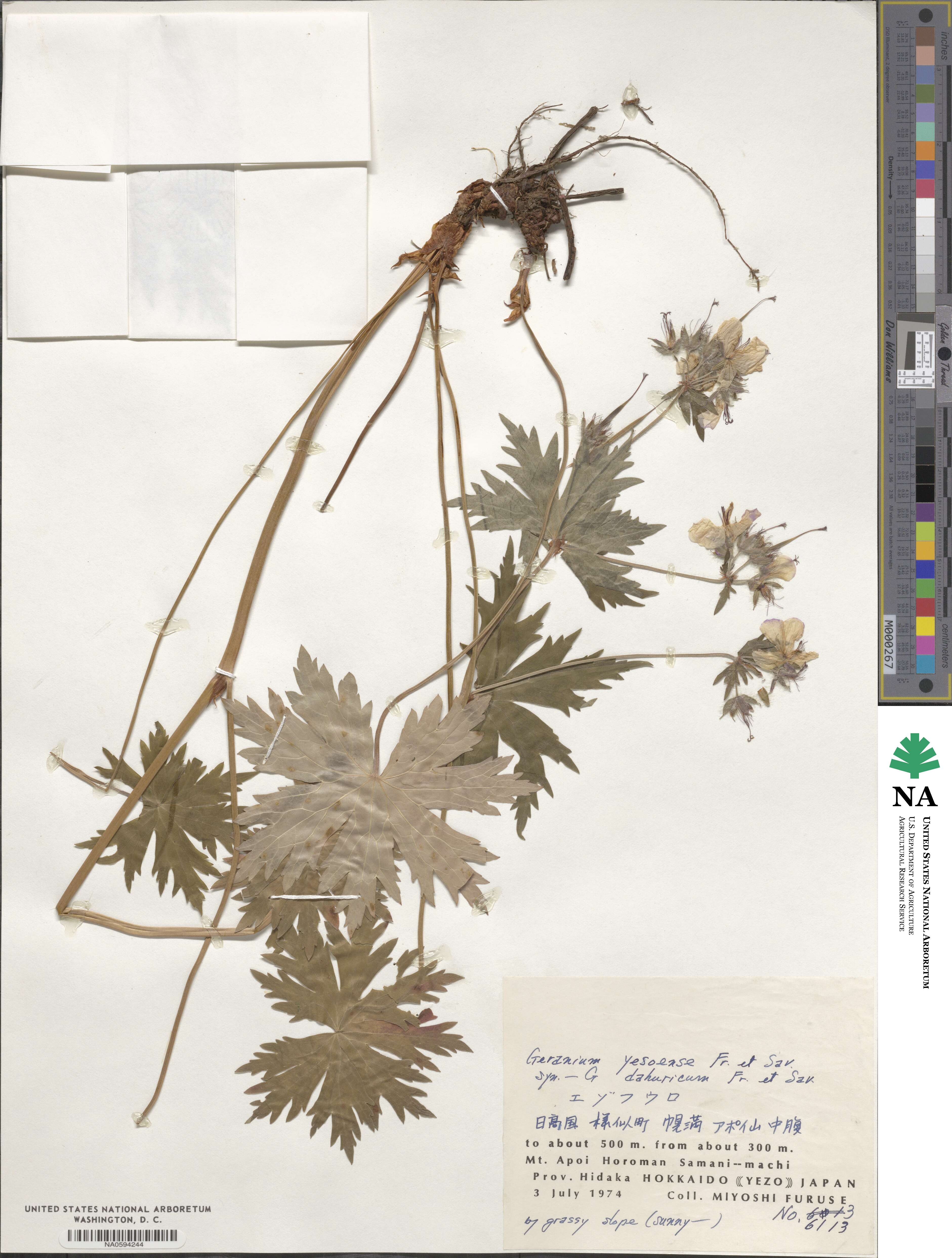 Geranium yesoense image