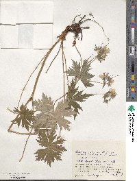 Geranium yesoense image