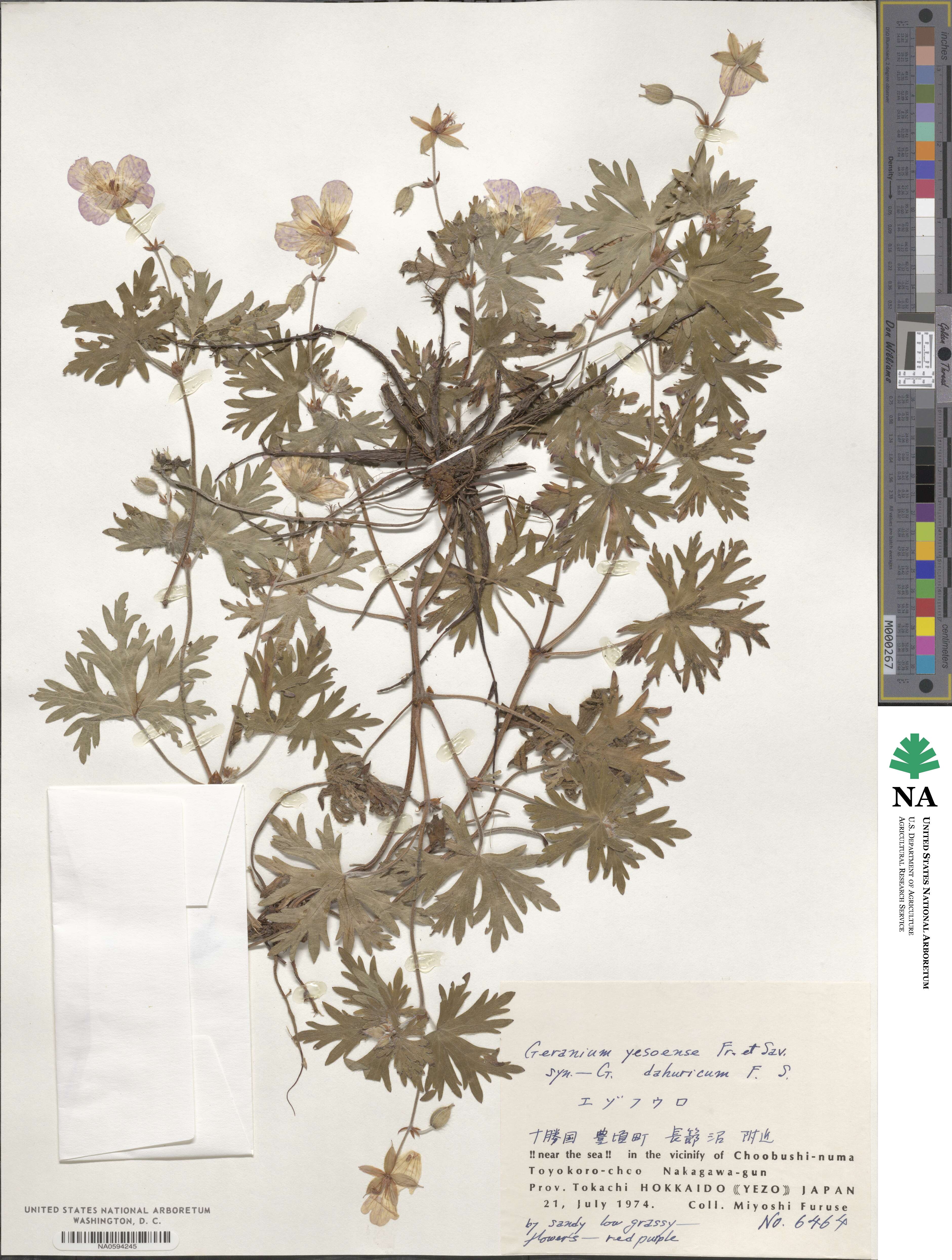 Geranium yesoense image