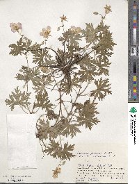 Geranium yesoense image