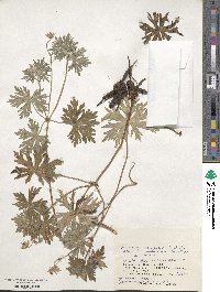 Geranium yesoense image