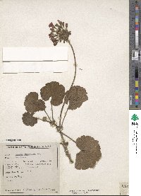 Pelargonium zonale image