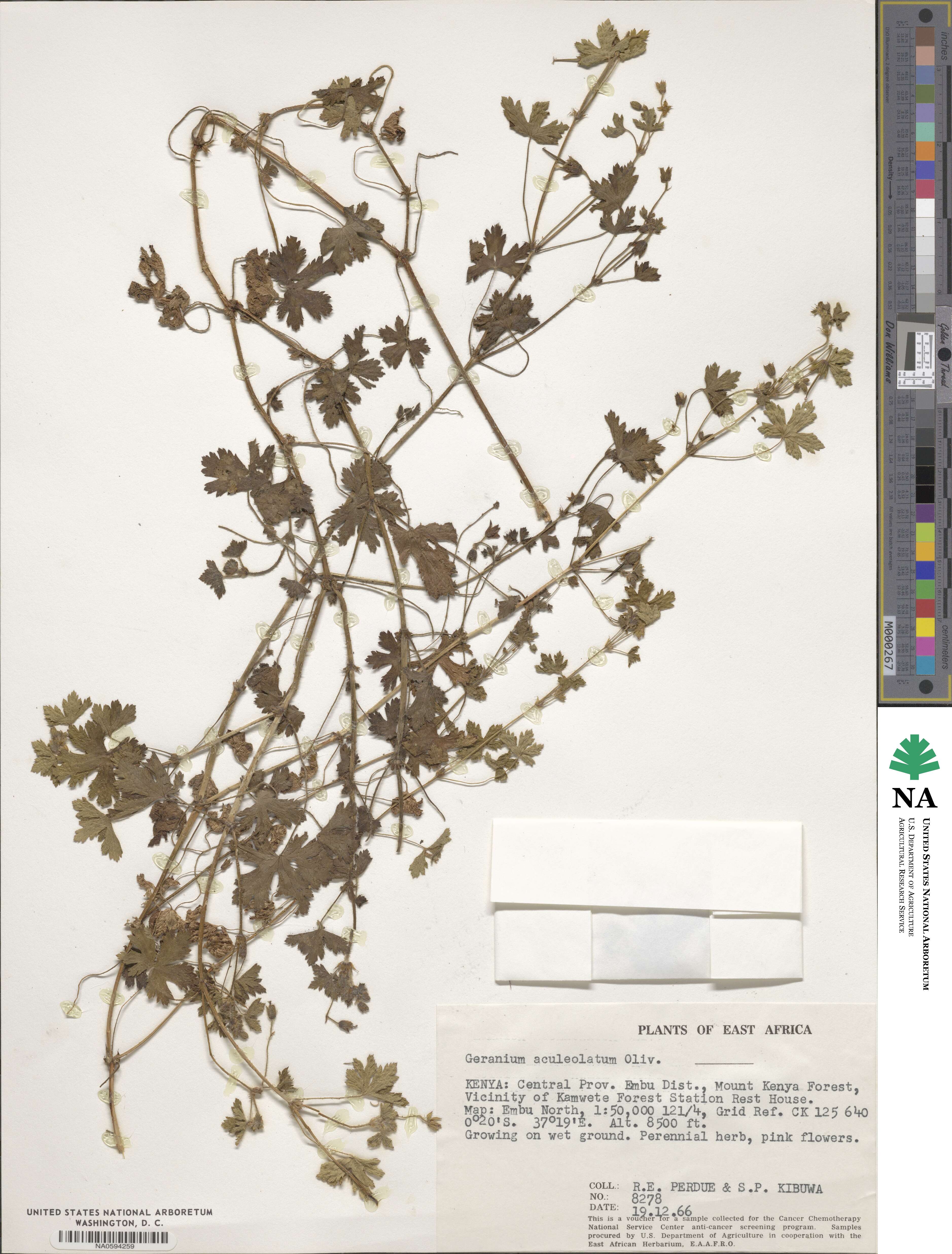 Geranium aculeolatum image