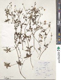 Image of Geranium caffrum