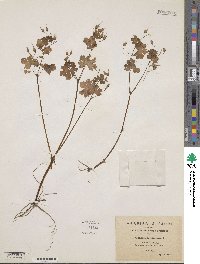 Geranium lucidum image