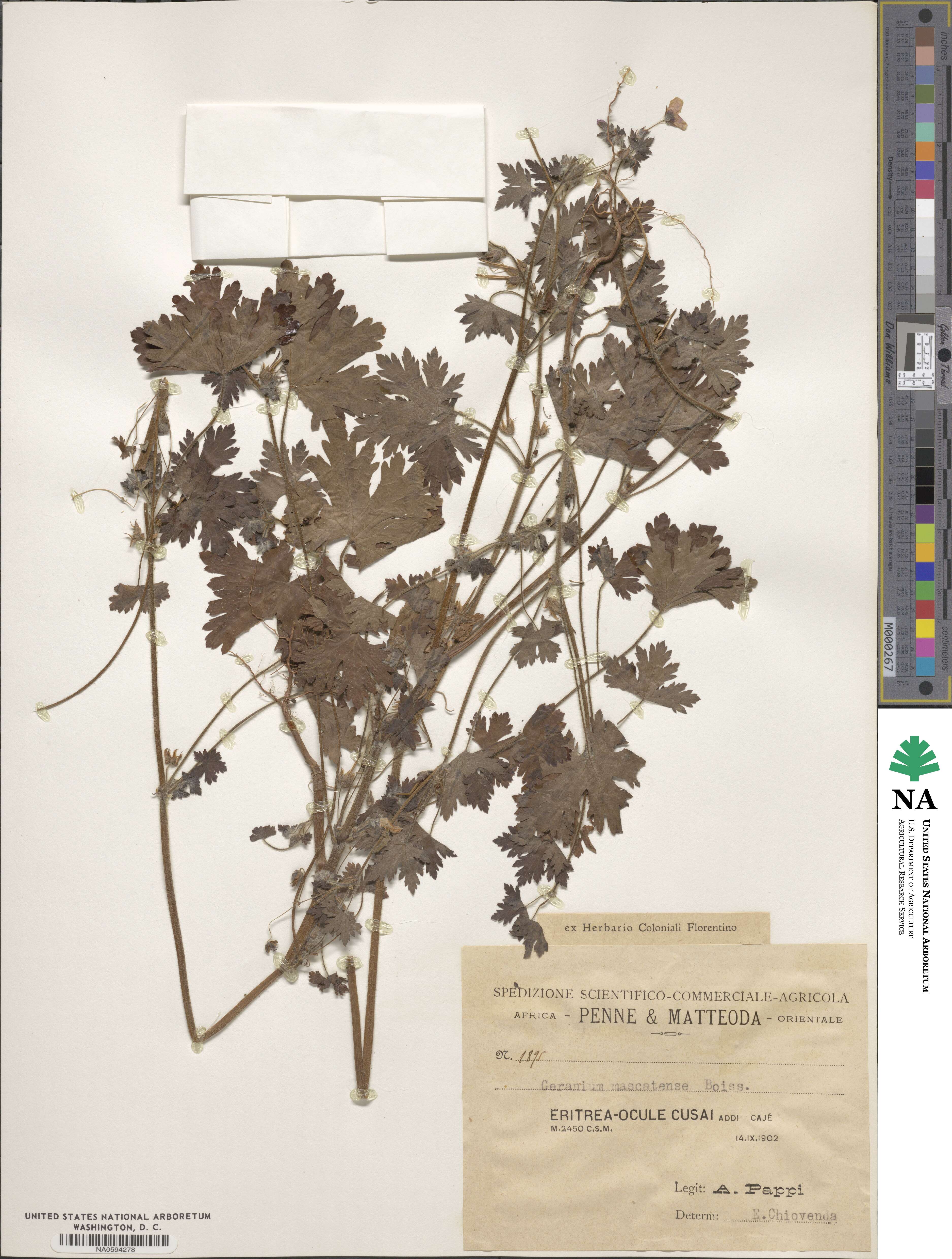 Geranium mascatense image