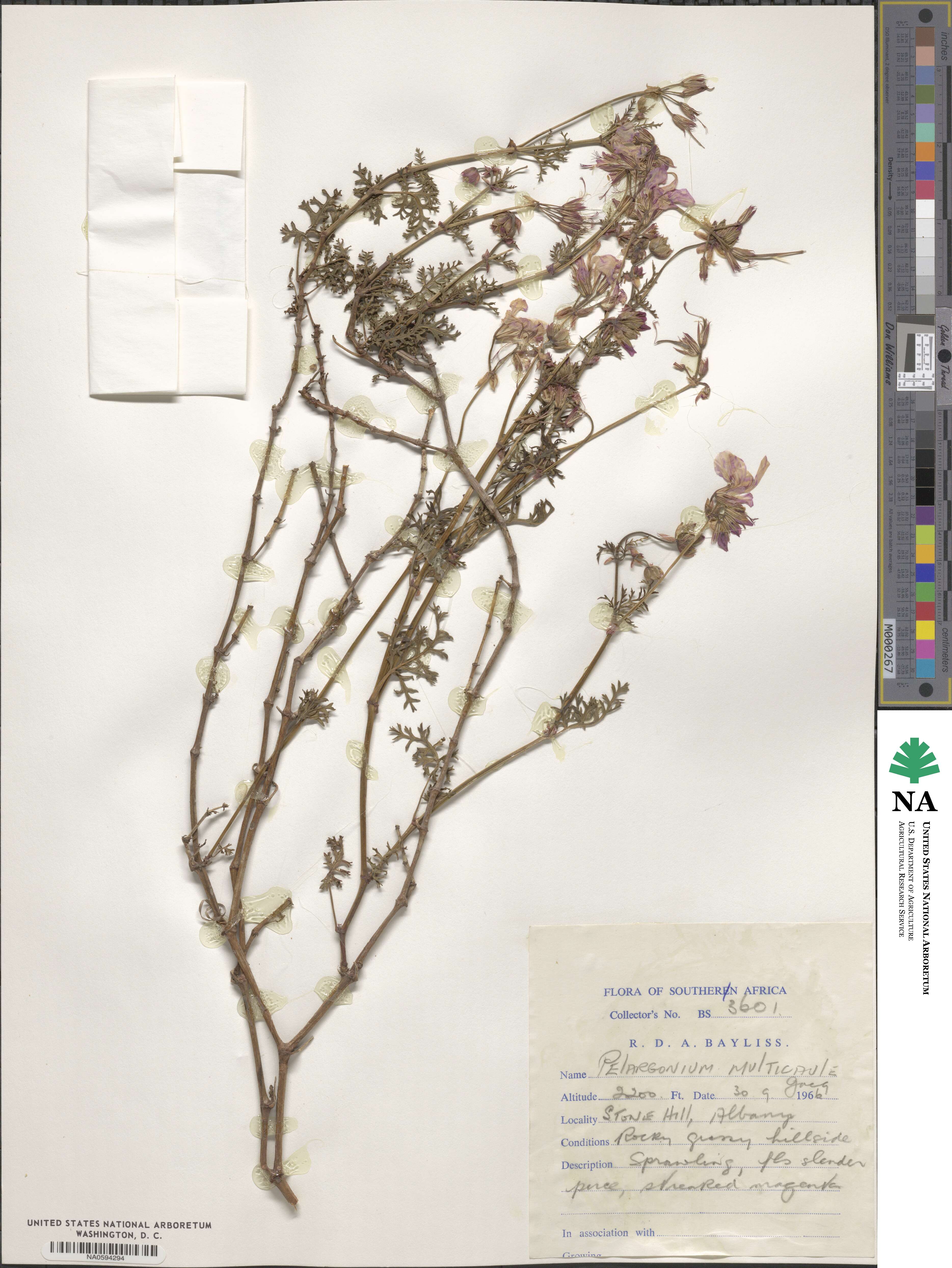 Pelargonium multicaule subsp. multicaule image