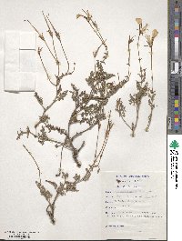 Image of Pelargonium myrrhifolium