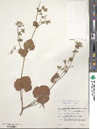 Pelargonium odoratissimum image