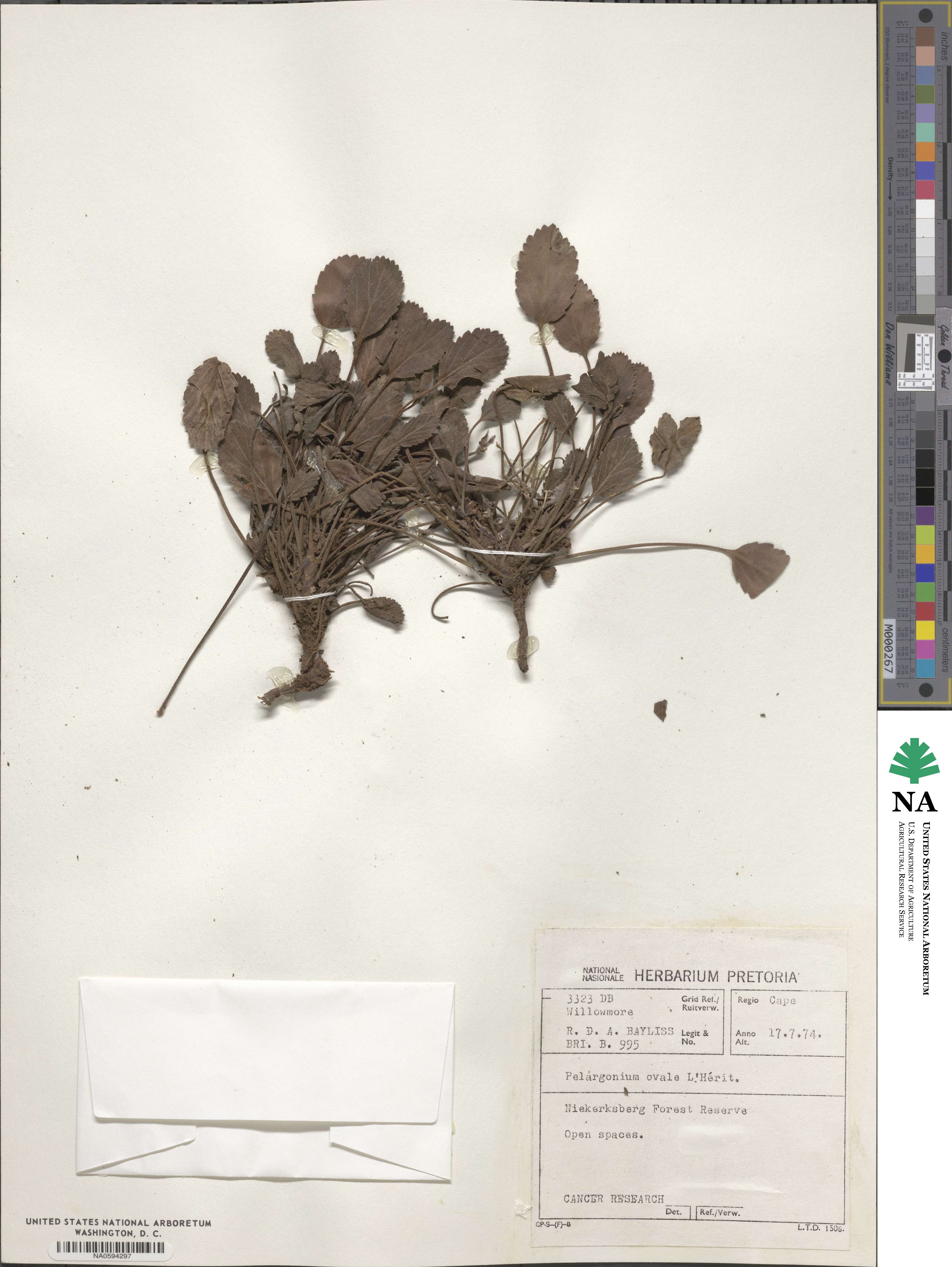 Pelargonium ovale subsp. ovale image