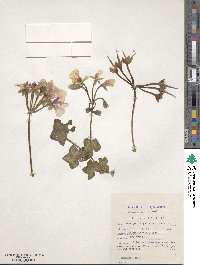 Pelargonium peltatum image