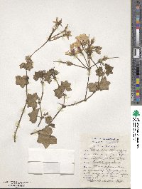 Pelargonium peltatum image