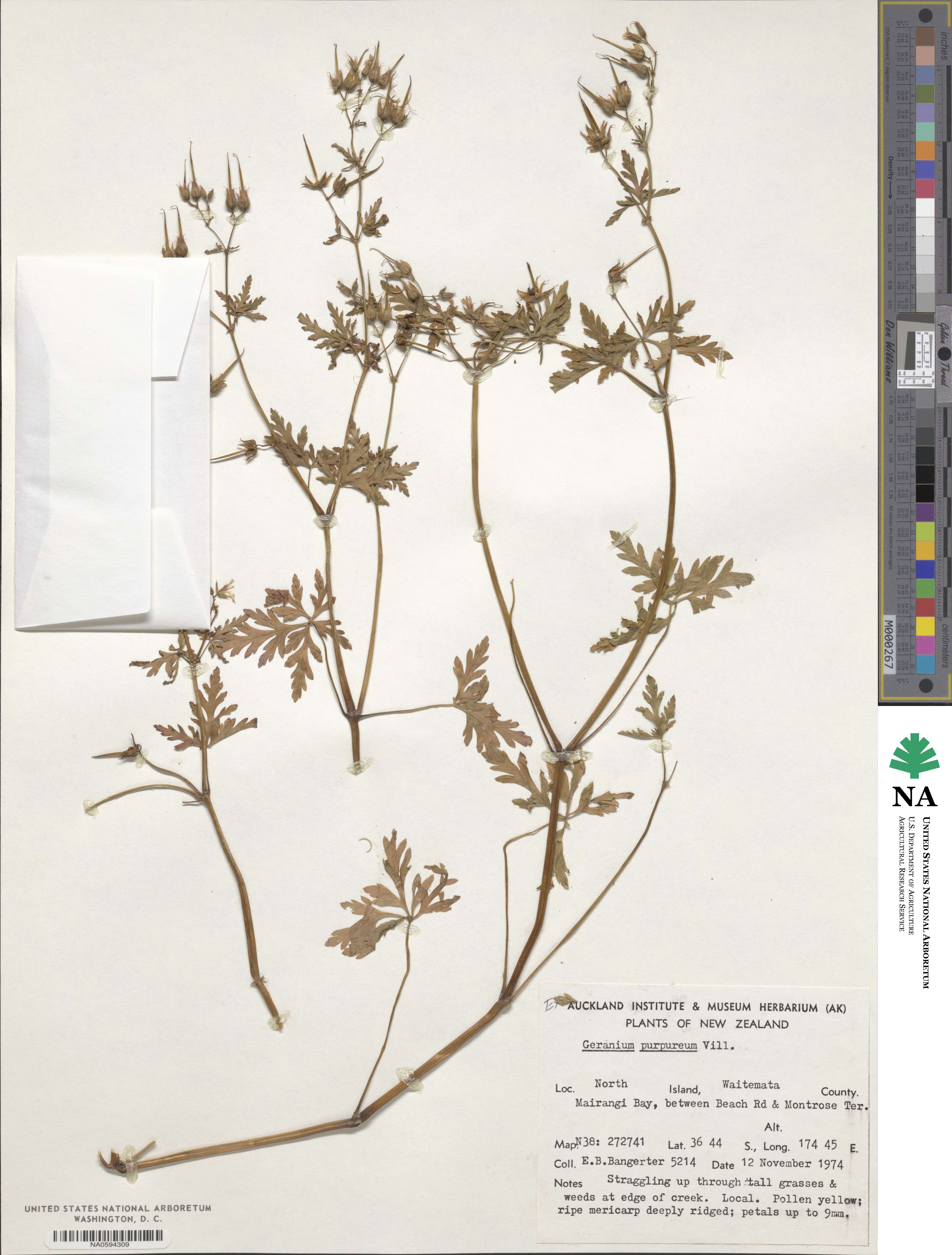 Geranium purpureum image