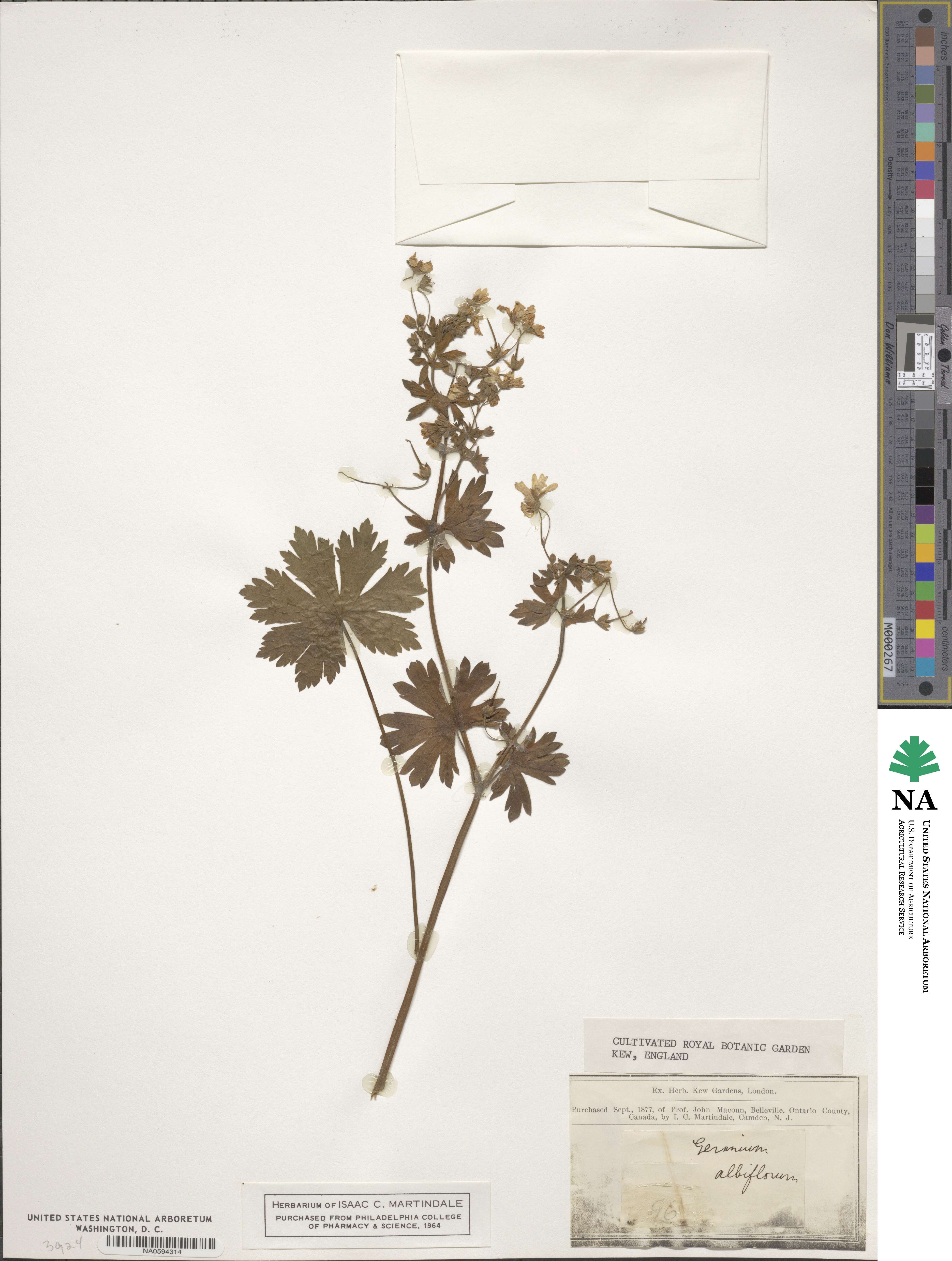 Geranium albiflorum image