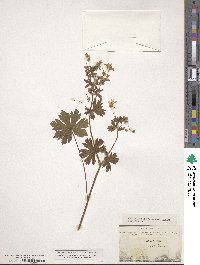 Geranium albiflorum image