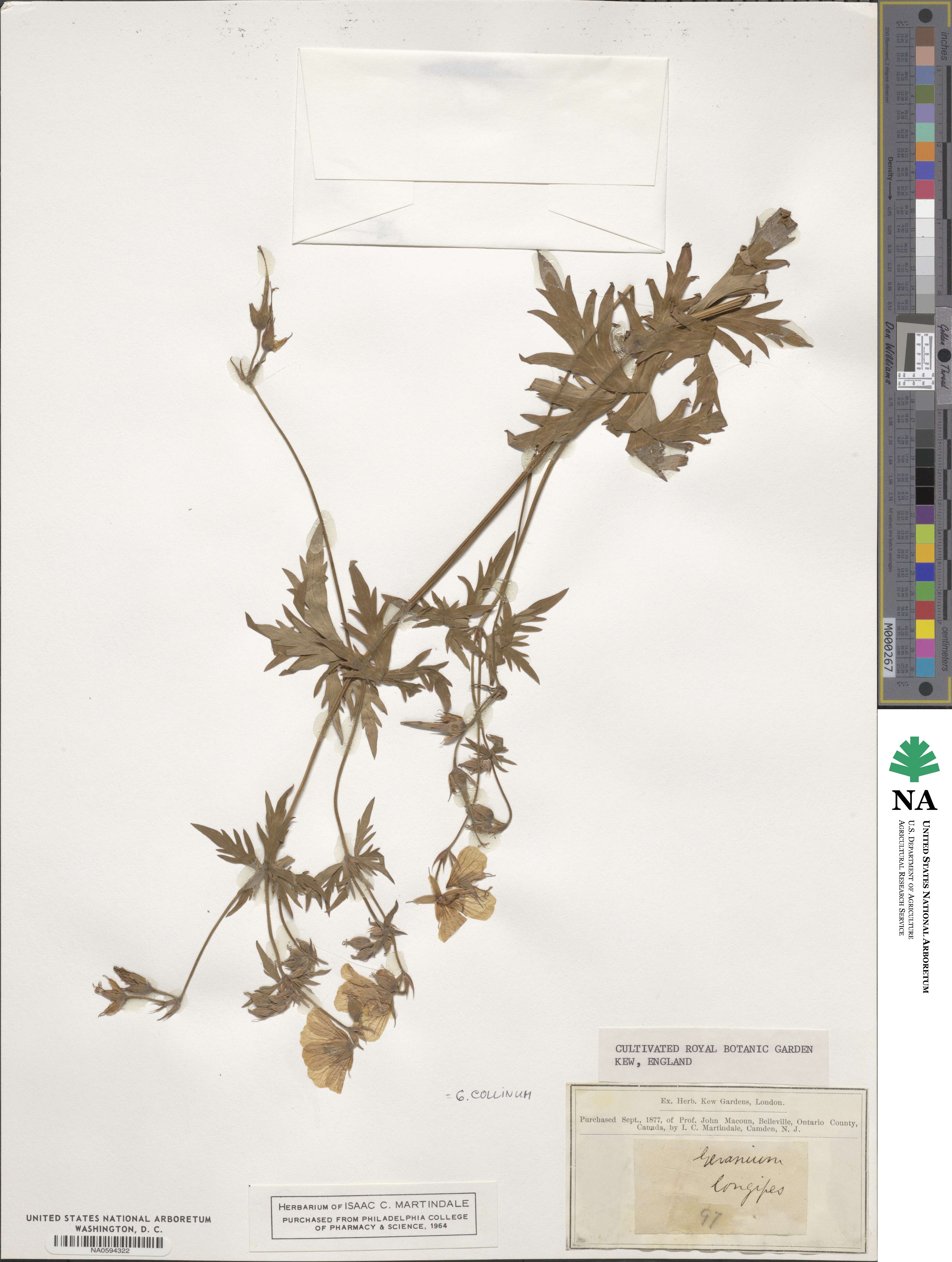 Geranium collinum image