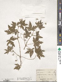 Geranium collinum image