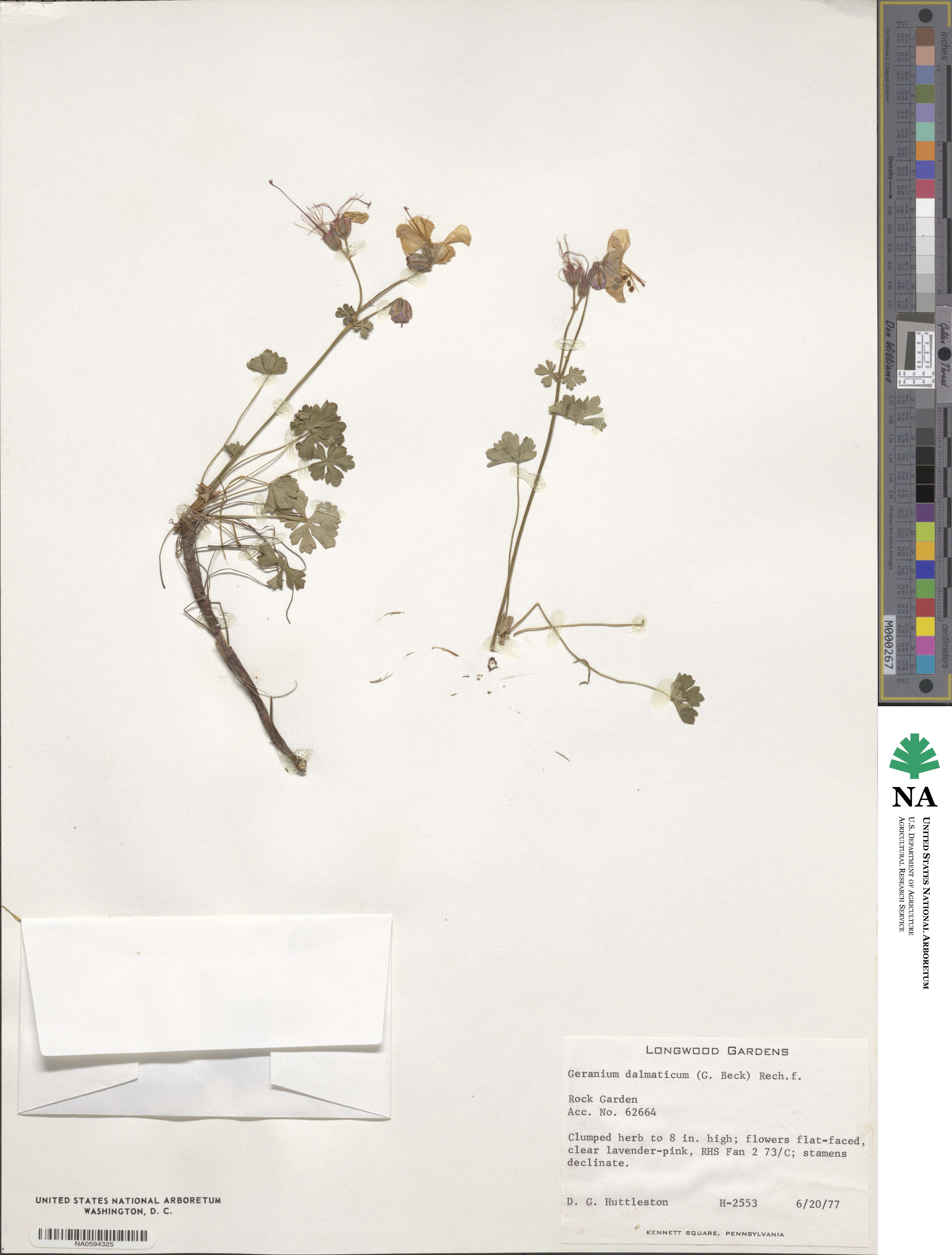 Geranium dalmaticum image