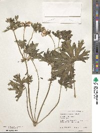 Image of Geranium himalayense