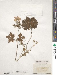 Image of Geranium ibericum