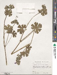 Geranium ibericum image