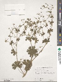 Geranium ibericum image