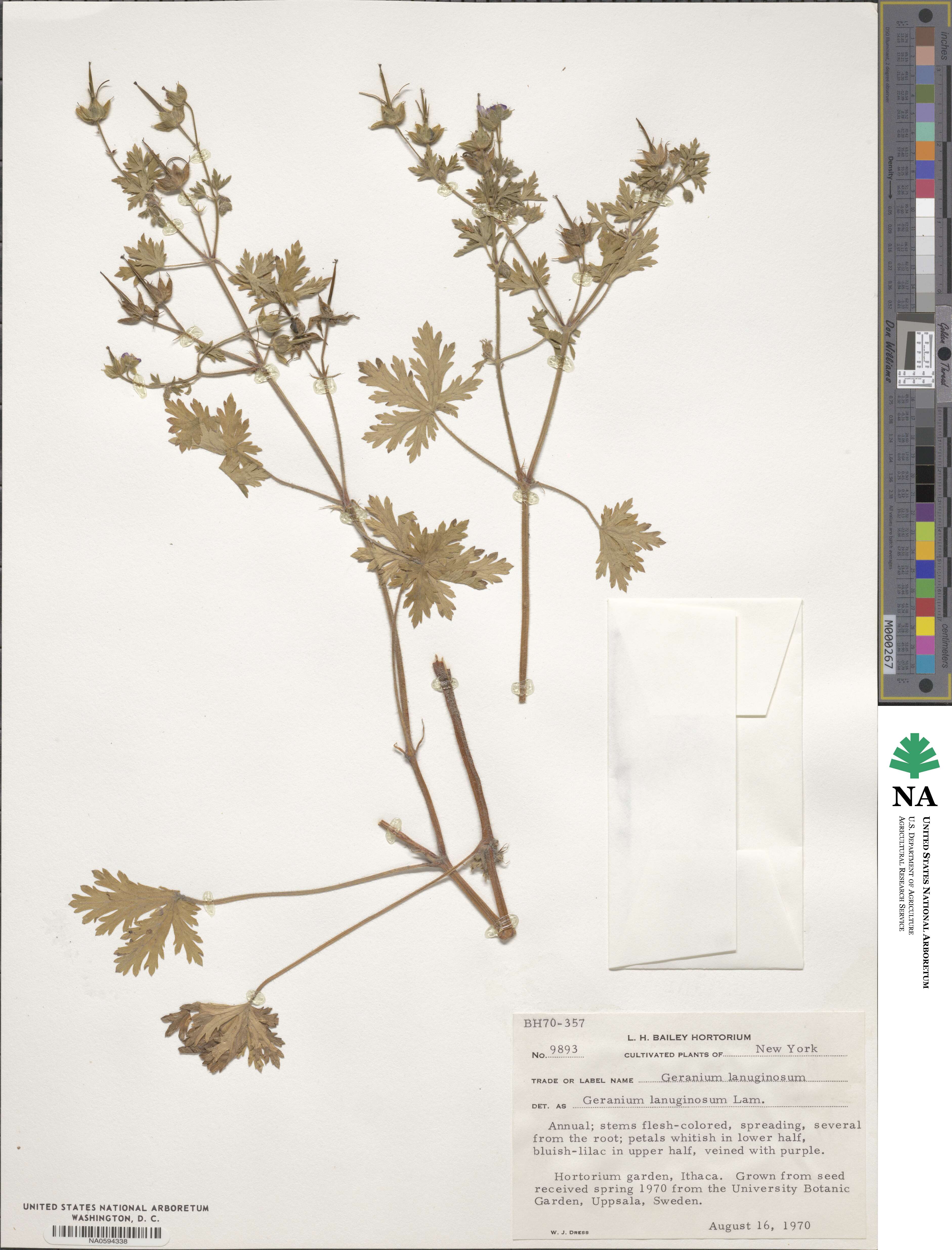 Geranium lanuginosum image