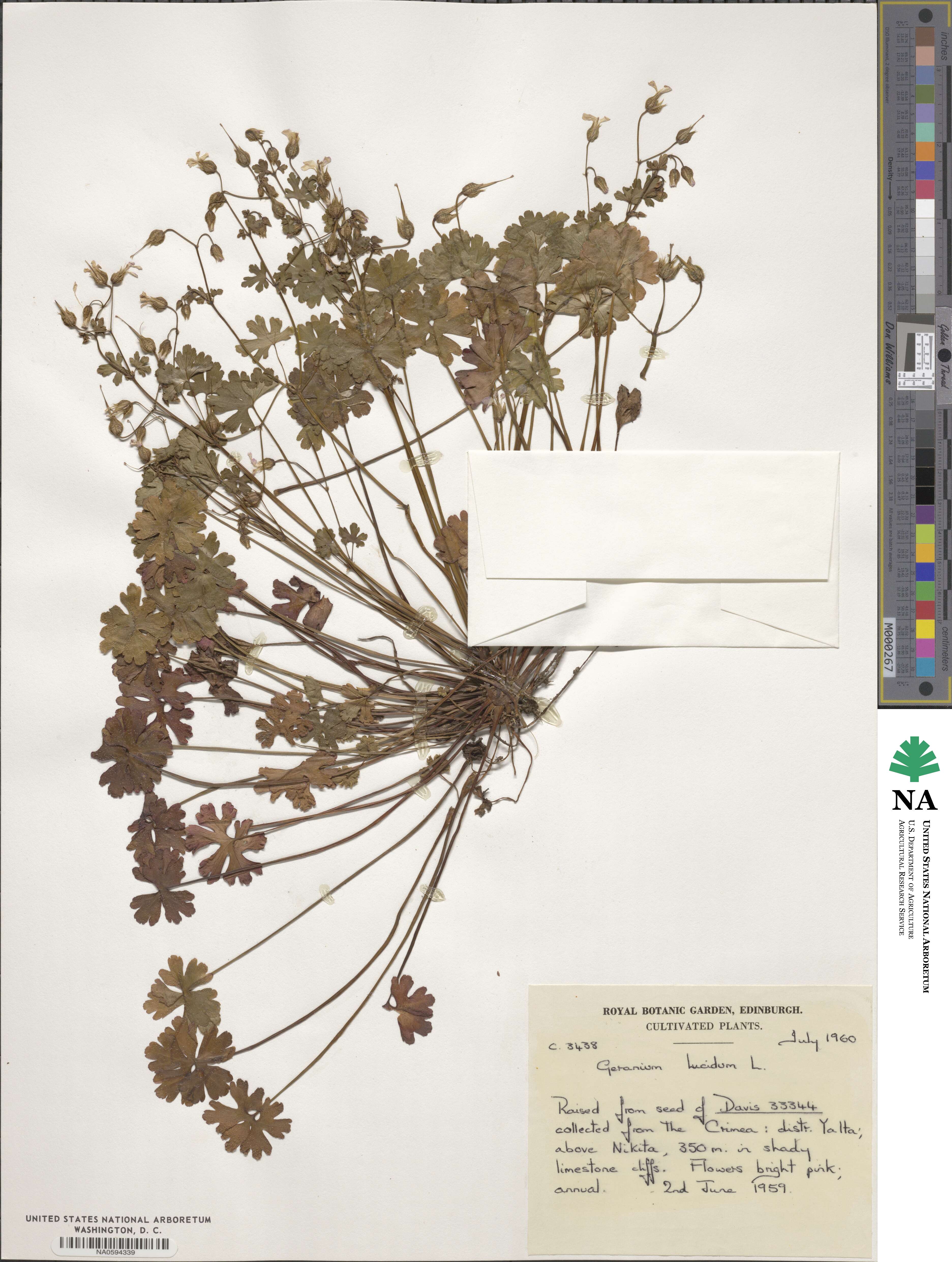 Geranium lucidum image