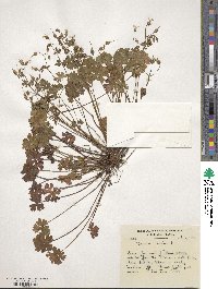 Geranium lucidum image