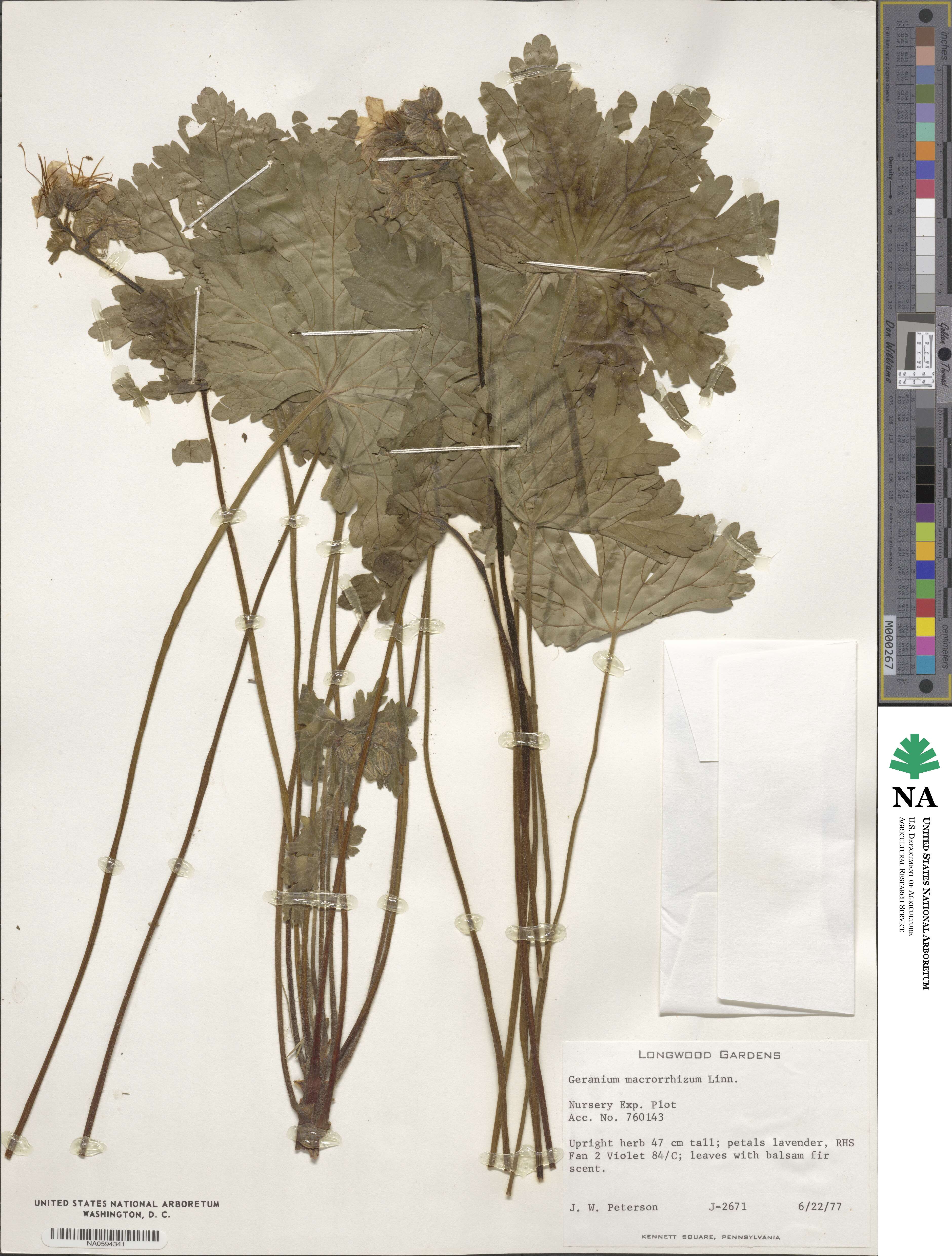 Geranium macrorrhizum image