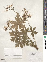 Geranium macrorrhizum image