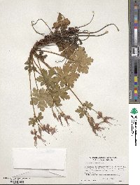 Geranium macrorrhizum image