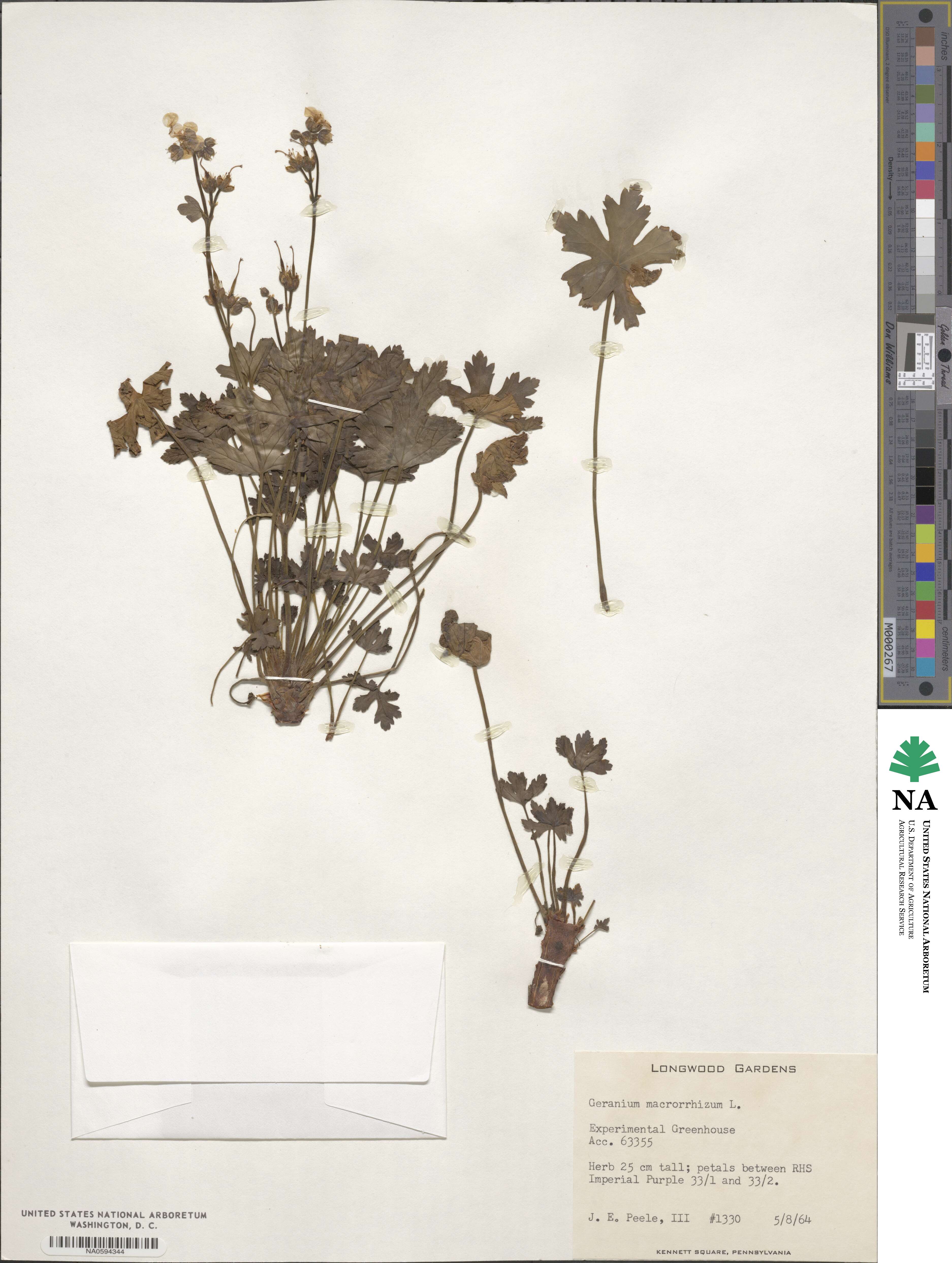Geranium macrorrhizum image