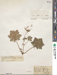 Geranium macrorrhizum image