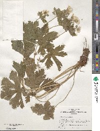 Geranium maculatum image