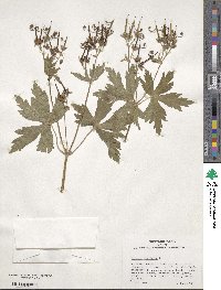 Geranium maculatum image