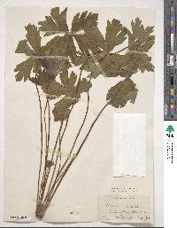 Geranium maculatum image