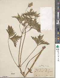 Geranium maculatum image