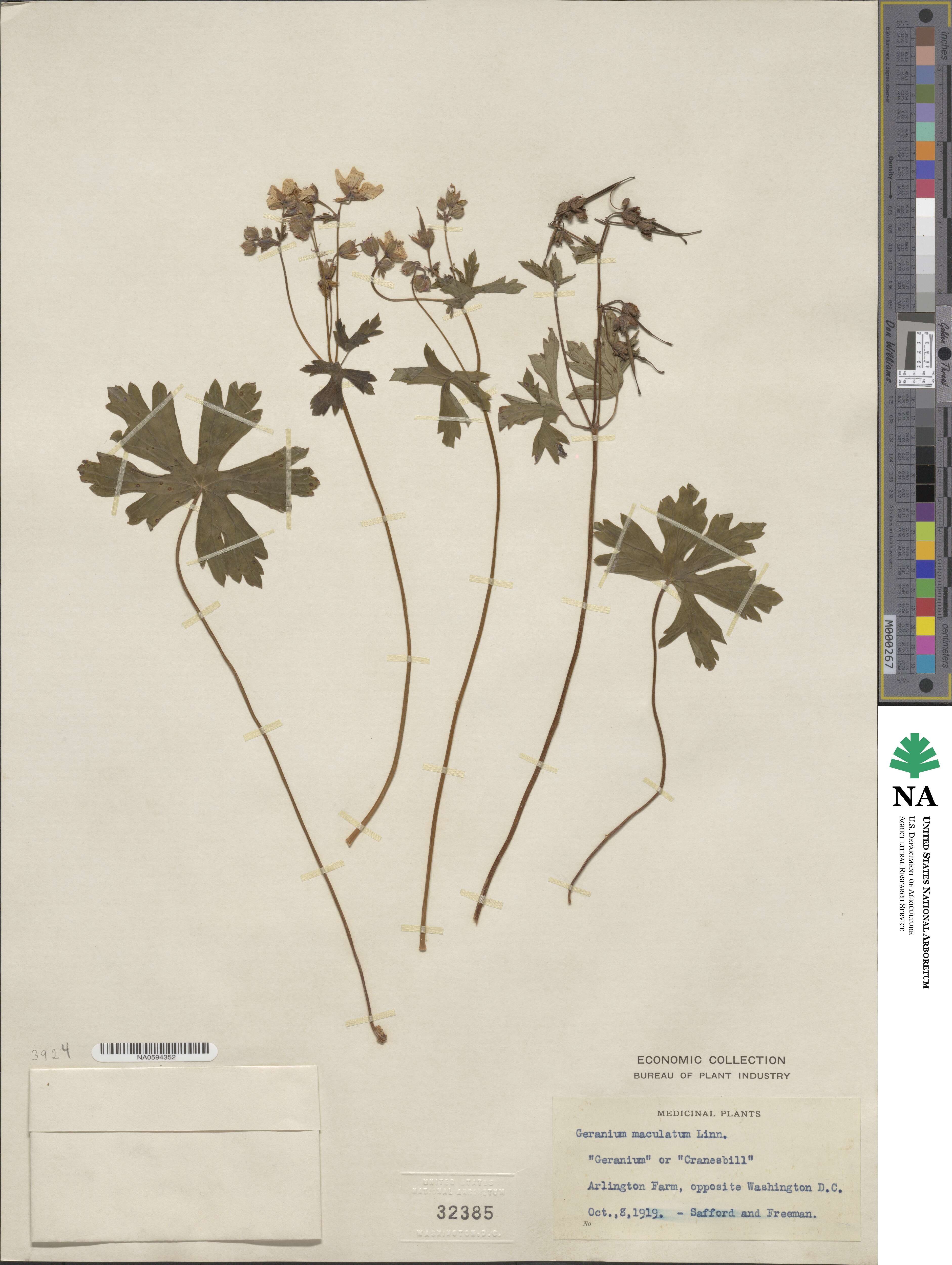 Geranium maculatum image