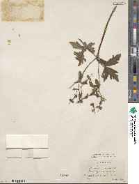 Geranium maculatum image