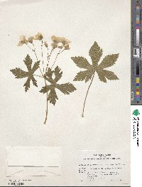 Geranium maculatum image