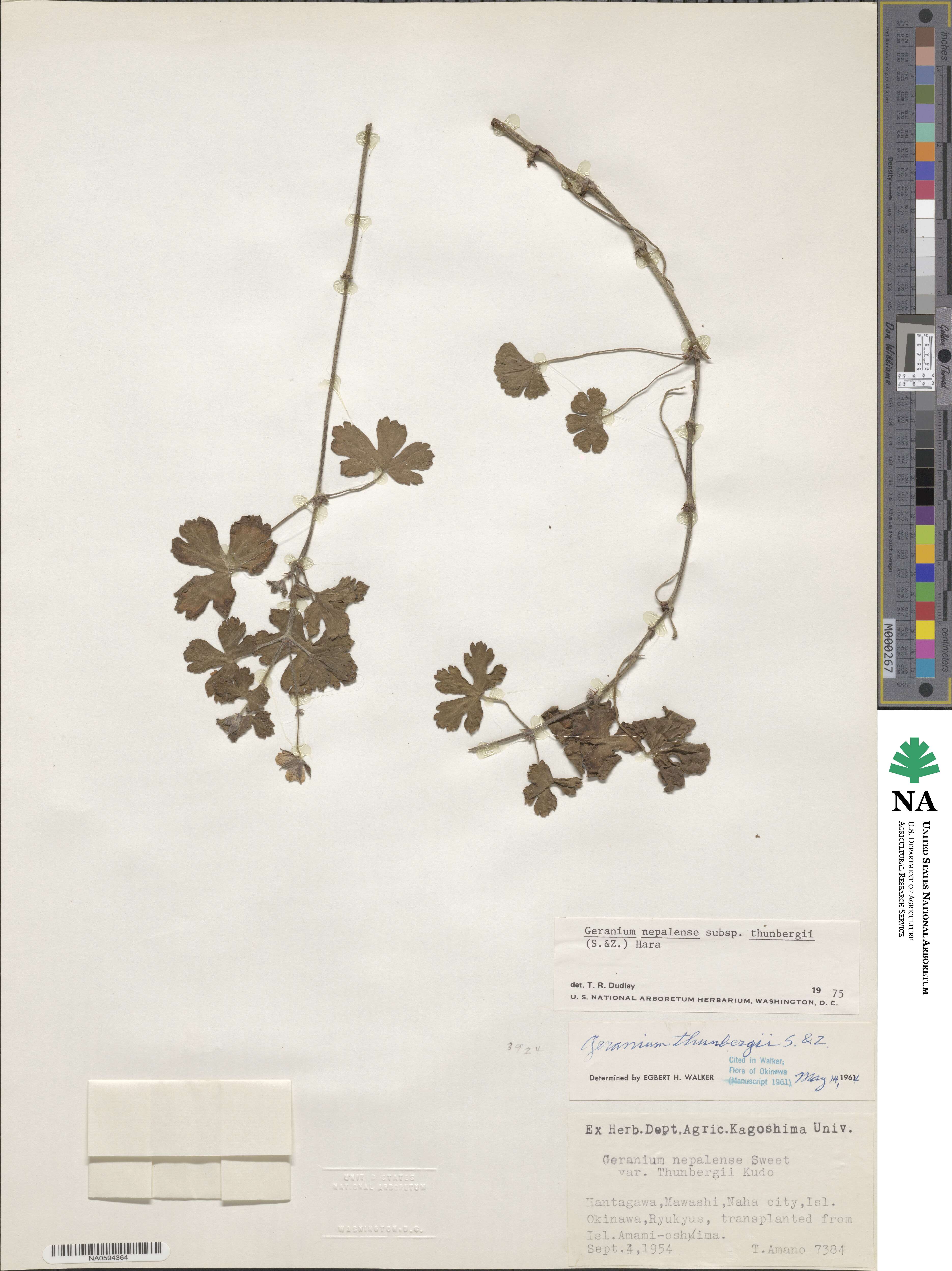 Geranium thunbergii image